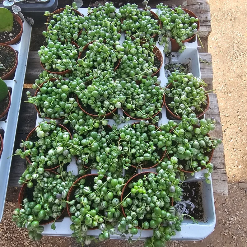 Variegated String of Pearls - Trailing Succulent - 2in Pot - Rare Plant