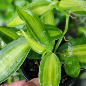 Variegated Vanilla Bean Orchid - 4" Pot - Rare Vanilla Planifolia Variegata