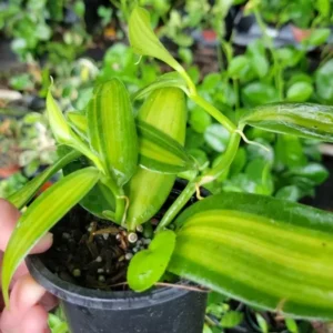 Variegated Vanilla Bean Orchid - 4" Pot - Rare Vanilla Planifolia Variegata