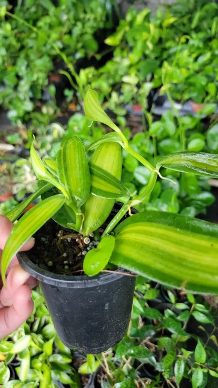 Variegated Vanilla Bean Orchid - 4" Pot - Rare Vanilla Planifolia Variegata