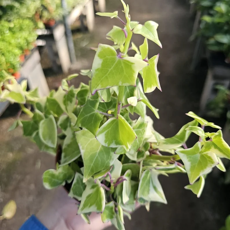 Variegated Wax Ivy - Trailing Houseplant - 2in Pot - Live Plant