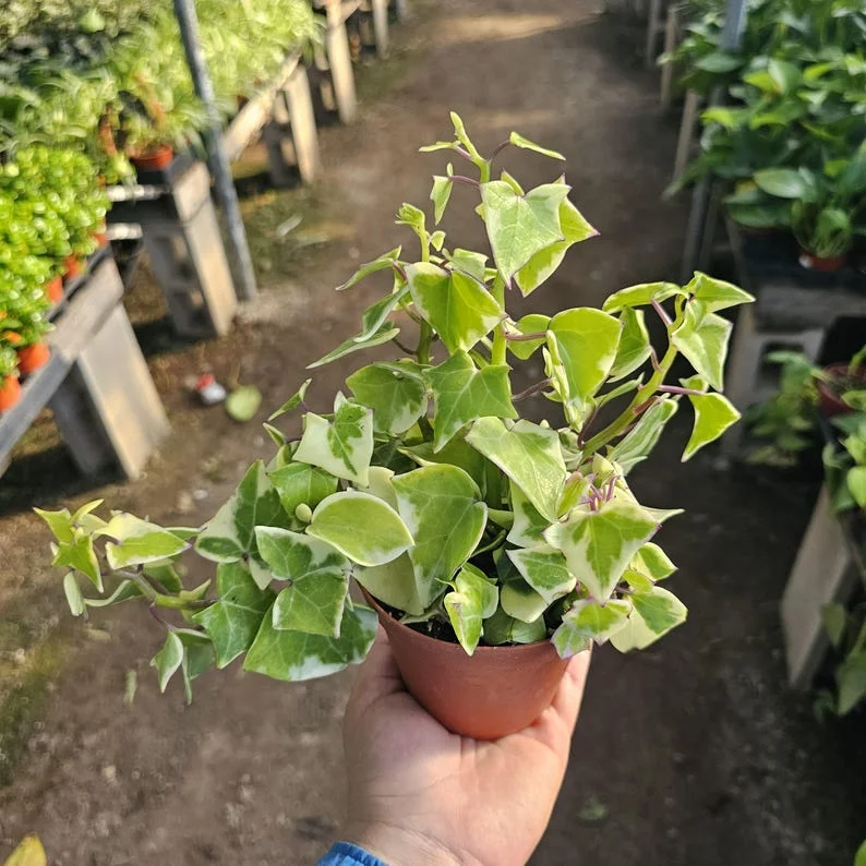 Variegated Wax Ivy - Trailing Houseplant - 2in Pot - Live Plant