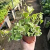 Variegated Wax Ivy - Trailing Houseplant - 2in Pot - Live Plant