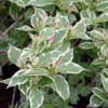 Variegated Weigela Bare-root 12-18 Inch Tall | 2 Shrubs, Pink Flowers, Variegated Foliage