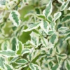 Variegated Weigela Bare-root 12-18 Inch Tall | 2 Shrubs, Pink Flowers, Variegated Foliage