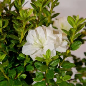 Azalea White Live Plant for Planting 10