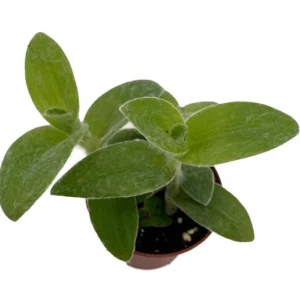 Velvet Hill Tradescantia sillamontana - Easy Succulent in 2.5