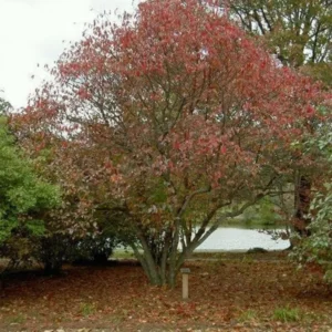 Viburnum Blackhaw 3 Bare-root Plant 12-18 Inch Tall - Native Shrub with White Flowers