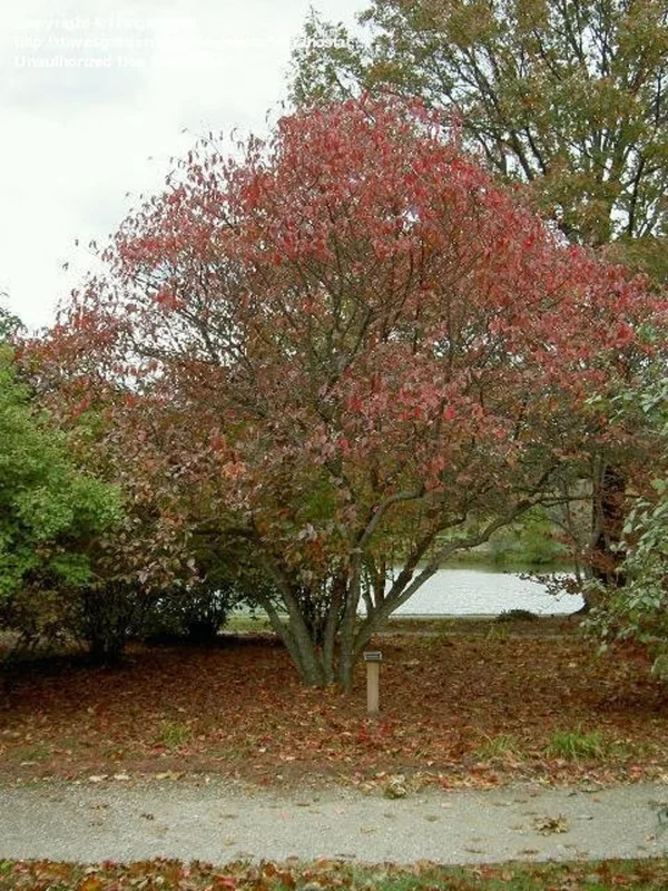 Viburnum Blackhaw 3 Bare-root Plant 12-18 Inch Tall - Native Shrub with White Flowers