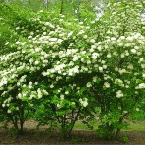 Viburnum Blackhaw 3 Bare-root Plant 12-18 Inch Tall - Native Shrub with White Flowers