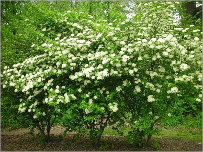 Viburnum Blackhaw 3 Bare-root Plant 12-18 Inch Tall - Native Shrub with White Flowers