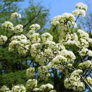 Viburnum Blackhaw 3 Bare-root Plant 12-18 Inch Tall - Native Shrub with White Flowers