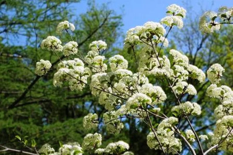 Viburnum Blackhaw 3 Bare-root Plant 12-18 Inch Tall - Native Shrub with White Flowers