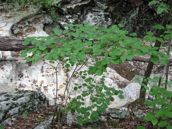 Viburnum Bracteatum - Starter Plant - 4-5 Inch - Hardy Shrub