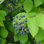 Viburnum Dentatum 2 Bare-root - 12-18 Inch Tall - Arrowwood Viburnum Shrub - Native Landscape Plant