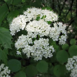 Viburnum Dentatum 2 Bare-root - 12-18 Inch Tall - Arrowwood Viburnum Shrub - Native Landscape Plant