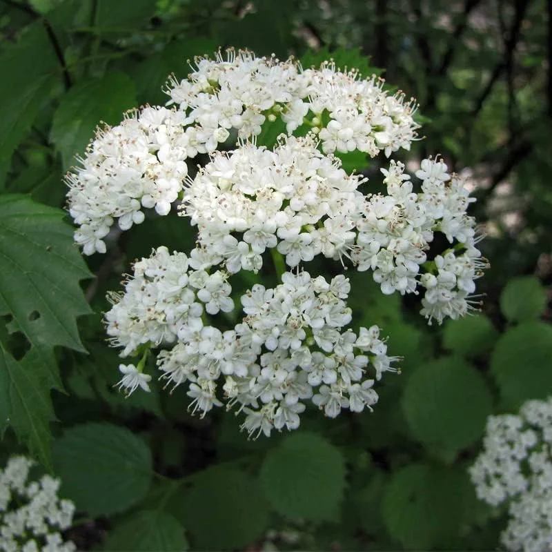 Viburnum Dentatum 2 Bare-root - 12-18 Inch Tall - Arrowwood Viburnum Shrub - Native Landscape Plant