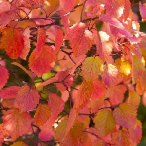 Viburnum Dentatum 2 Bare-root - 12-18 Inch Tall - Arrowwood Viburnum Shrub - Native Landscape Plant