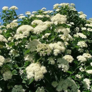 Viburnum Dentatum 2 Bare-root - 12-18 Inch Tall - Arrowwood Viburnum Shrub - Native Landscape Plant