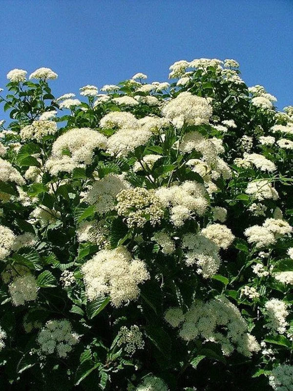 Viburnum Dentatum 2 Bare-root - 12-18 Inch Tall - Arrowwood Viburnum Shrub - Native Landscape Plant