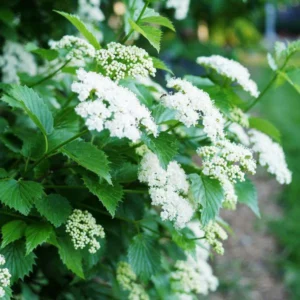 Viburnum Dentatum 2 Bare-root - 12-18 Inch Tall - Arrowwood Viburnum Shrub - Native Landscape Plant