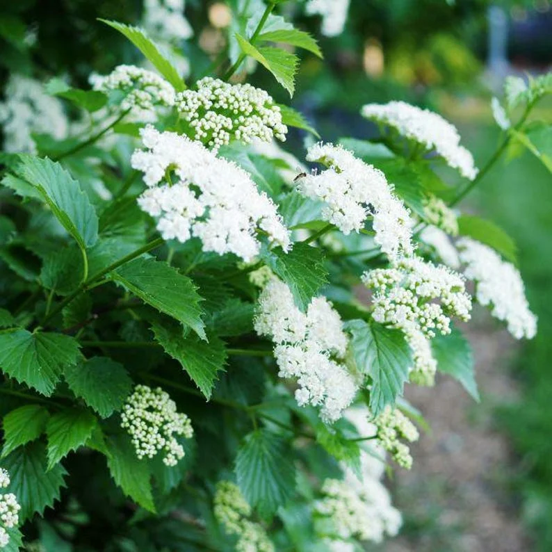 Viburnum Dentatum 2 Bare-root - 12-18 Inch Tall - Arrowwood Viburnum Shrub - Native Landscape Plant