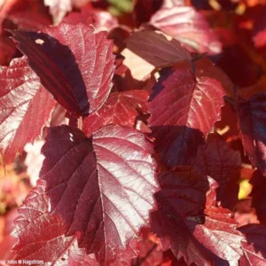 Viburnum Dentatum 2 Bare-root - 12-18 Inch Tall - Arrowwood Viburnum Shrub - Native Landscape Plant