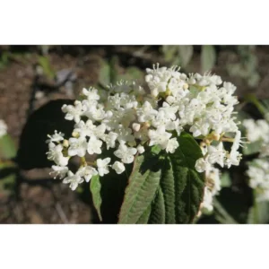 Viburnum Setigerum Tea Viburnum Starter Plant - 5 Inch Dormant