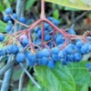 Viburnum nudum Possumhaw Seedling Shrub 4-6" White Flowers Drupes Witherod