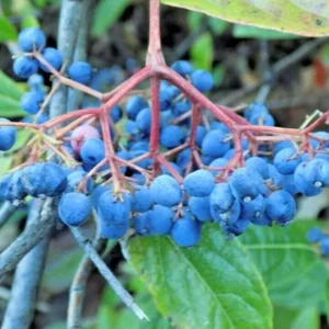 Viburnum nudum Possumhaw Seedling Shrub 4-6