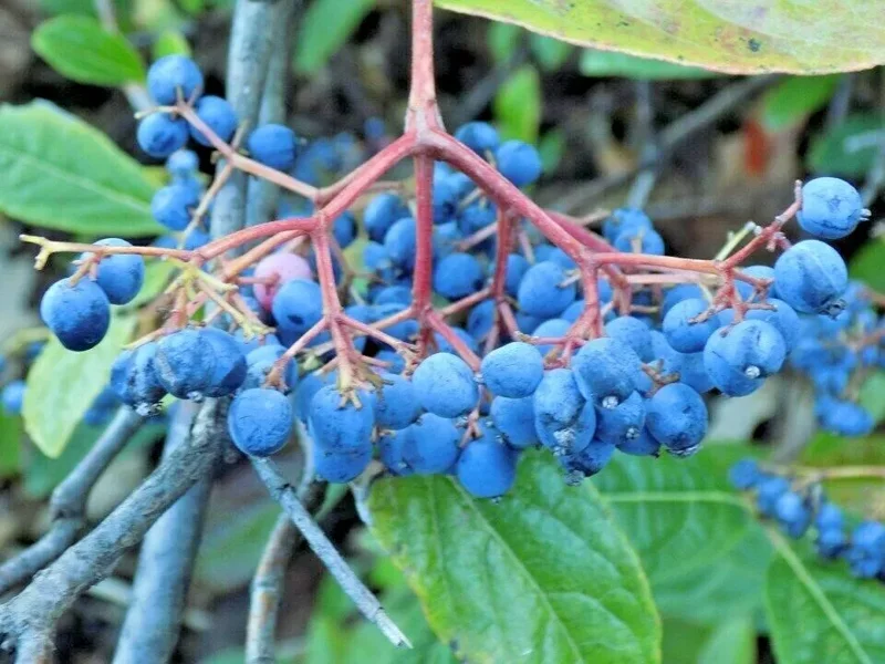 Viburnum nudum Possumhaw Seedling Shrub 4-6" White Flowers Drupes Witherod