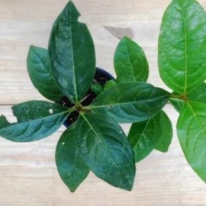 Viburnum nudum Possumhaw Seedling Shrub 4-6