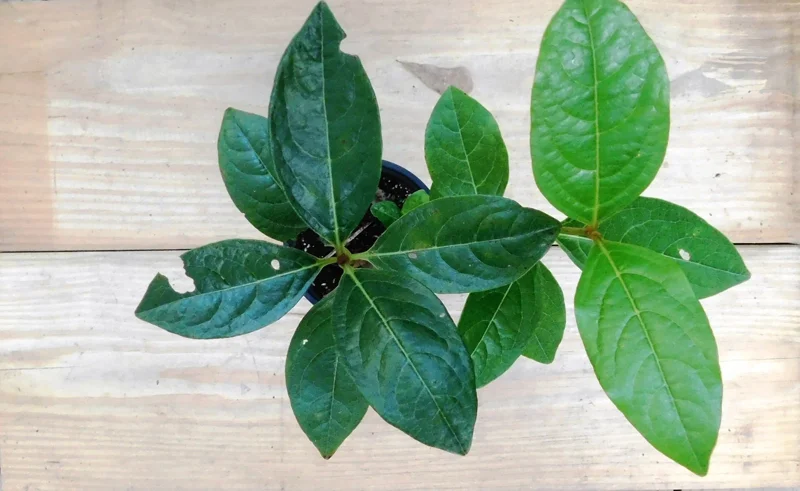 Viburnum nudum Possumhaw Seedling Shrub 4-6" White Flowers Drupes Witherod