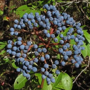 Viburnum nudum Possumhaw Seedling Shrub 4-6
