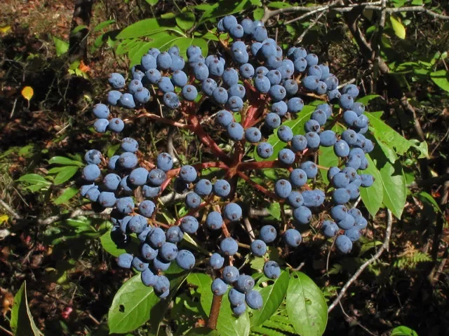 Viburnum nudum Possumhaw Seedling Shrub 4-6" White Flowers Drupes Witherod