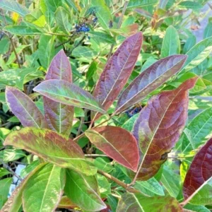 Viburnum nudum Possumhaw Seedling Shrub 4-6