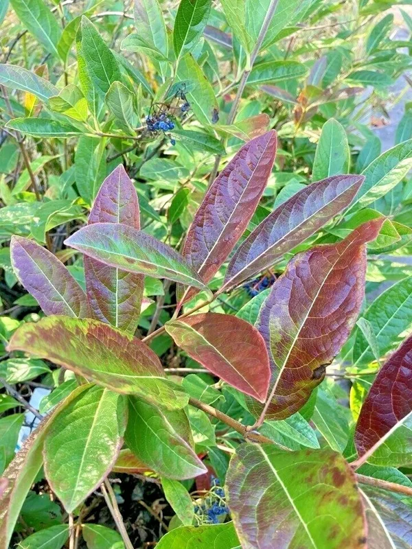 Viburnum nudum Possumhaw Seedling Shrub 4-6" White Flowers Drupes Witherod