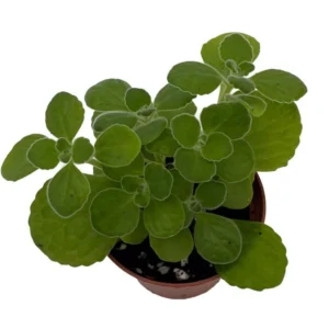 Vicks Swedish Ivy Plant - Plectranthus Houseplant - 2.5