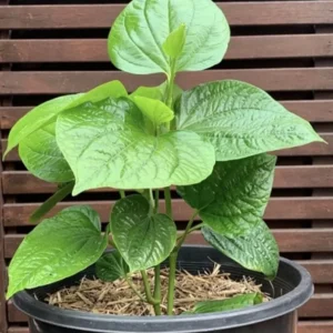 Vietnamese Organic Piper Lolot Plant 12"-15" | Live Lá Lốt Herb