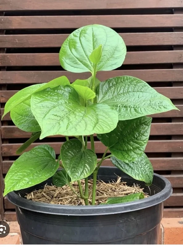 Vietnamese Organic Piper Lolot Plant 12"-15" | Live Lá Lốt Herb