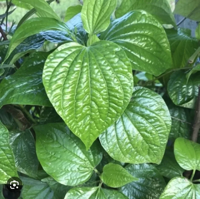 Vietnamese Organic Piper Lolot Plant 12"-15" | Live Lá Lốt Herb