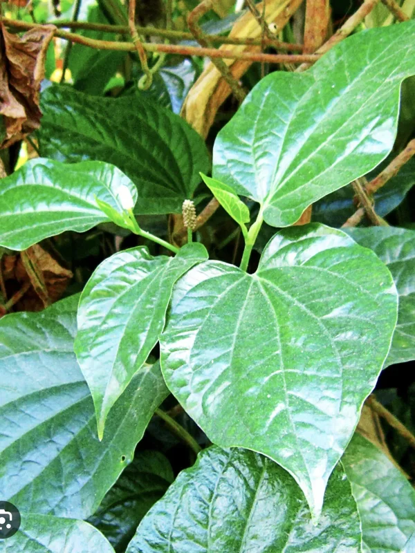 Vietnamese Organic Piper Lolot Plant 12"-15" | Live Lá Lốt Herb