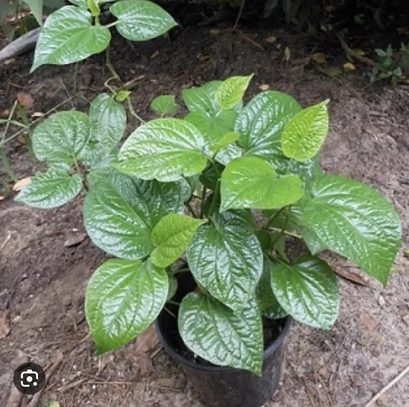 Vietnamese Organic Piper Lolot Plant 12"-15" | Live Lá Lốt Herb