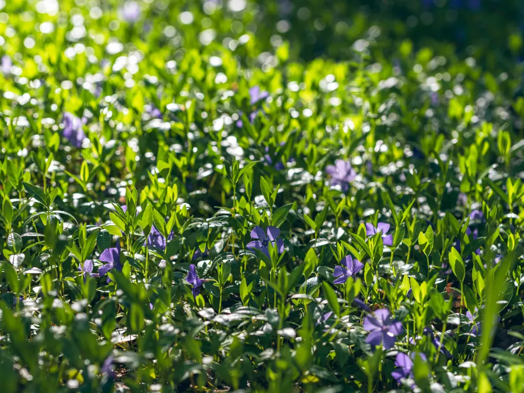 _Vinca Periwinkle ground cover plants