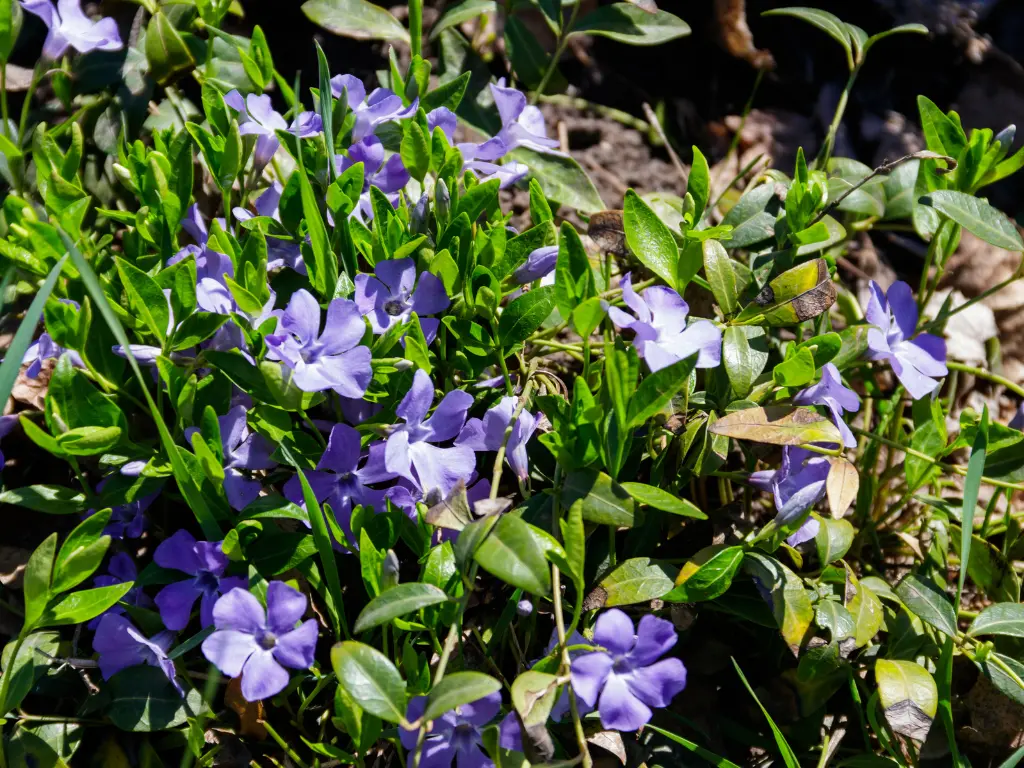 Vinca Periwinkle plants