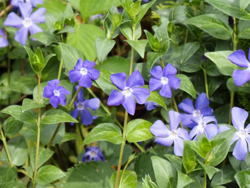 Vinca Periwinkle - ground cover plants