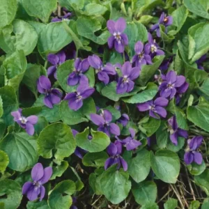 Viola Odorata Seeds - Common Blue Violet - 50 Seeds - Blue Violet - Outdoor/Indoor