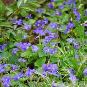 Viola Odorata Seeds - Common Blue Violet - 50 Seeds - Blue Violet - Outdoor/Indoor