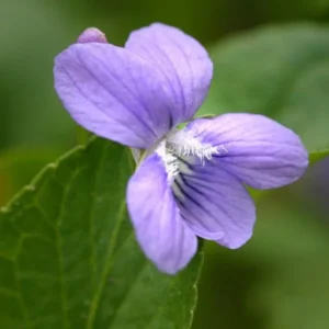 Viola Odorata Seeds - Common Blue Violet - 50 Seeds - Blue Violet - Outdoor/Indoor