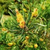 Virginia Pine 2 Bare-root Trees - 6-12 Inch - Premium Evergreen for Landscaping